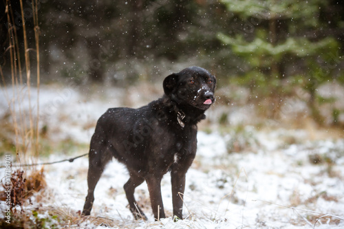 Beautiful black mongrel dog of medium size.