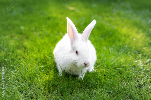 Cute adorable white fluffy rabbit sitting on green grass lawn at backyard. Small sweet bunny walking by meadow in green garden on bright sunny day. Easter nature and animal bokeh background