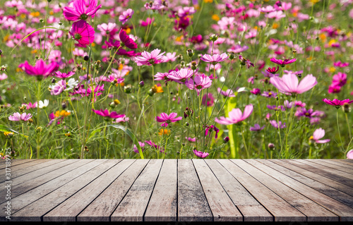 Wood desk or wood floor with cosmos flowers field background 