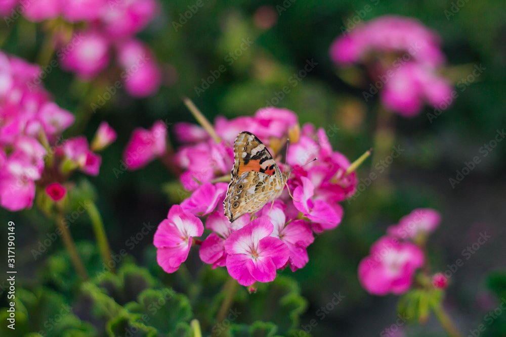 Orange butterfly sits on a pink flower Orange butterfly sits on a pink flower