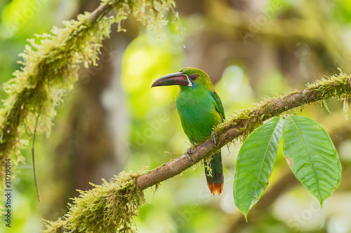 Crimson-rumped Toucanet - Aulacorhynchus haematopygus, beautiful green toucanet from South American forests, Amagusa, Ecuador. photo