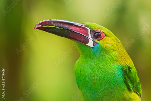 Crimson-rumped Toucanet - Aulacorhynchus haematopygus, beautiful green toucanet from South American forests, Amagusa, Ecuador. photo