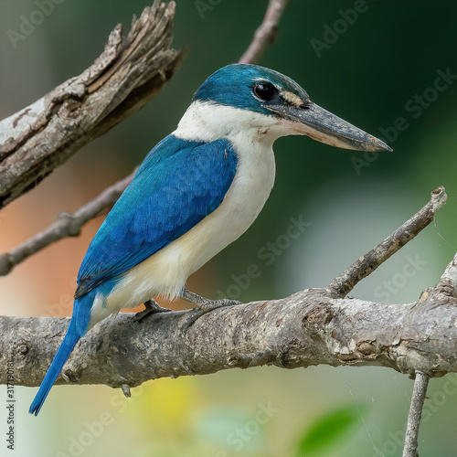 The Collared Kingfisher (Todiramphus Chloris) is a medium-sized kingfisher. It is also known as the white-collared kingfisher or mangrove kingfisher