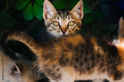 Wallpaper Mural Motley kitten. Little homeless fluffy kitten sitting on the street Torontodigital.ca