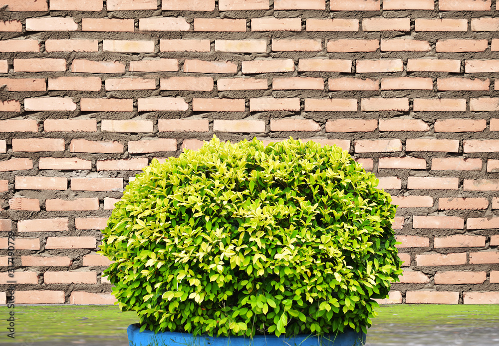 green ivy on a brick wall green ivy on a brick wall
