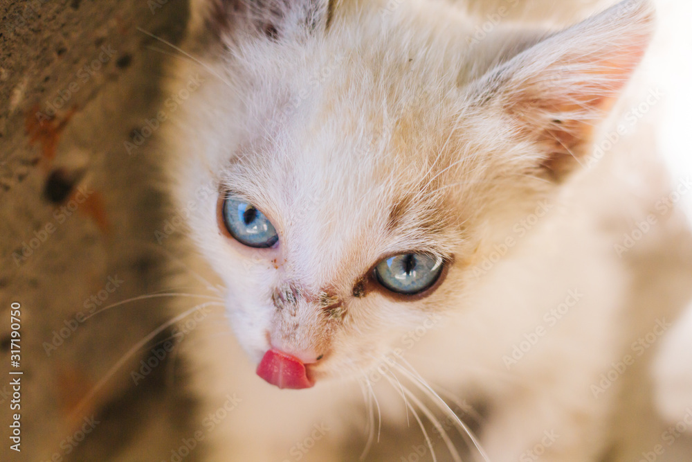 white kitten with blue eyes. Little homeless fluffy kitten sitting on the street