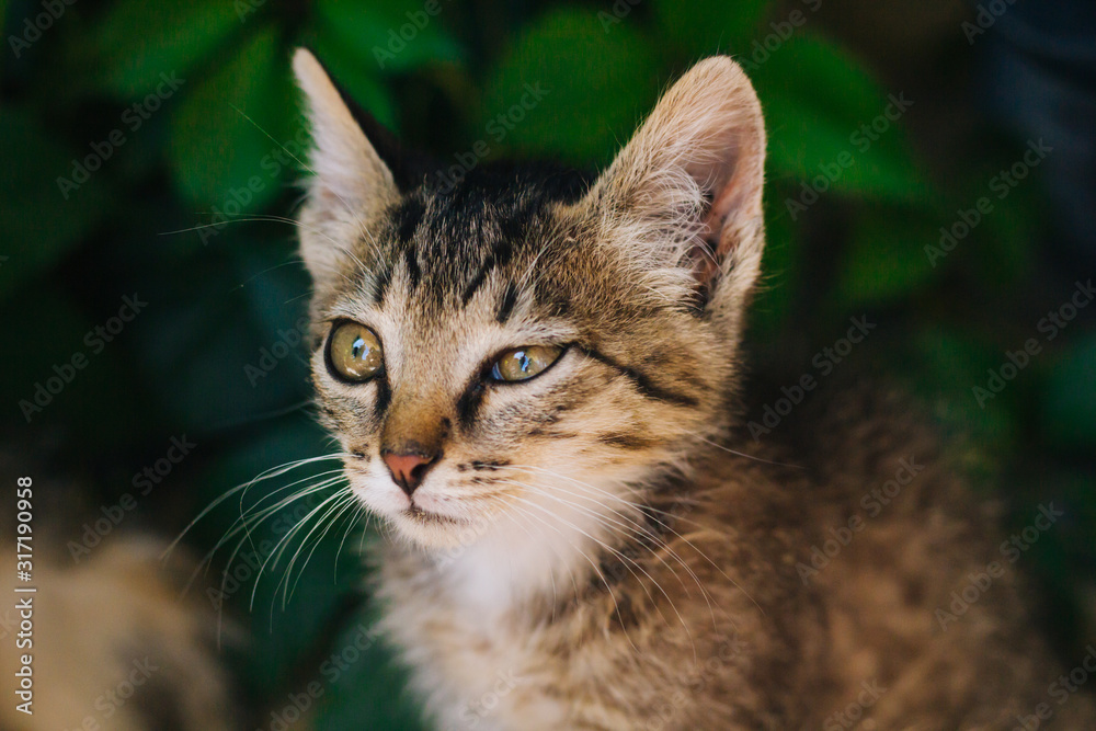 Motley kitten. Little homeless fluffy kitten sitting on the street