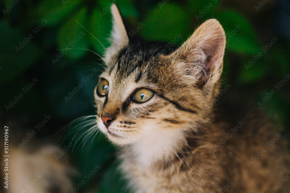 Fototapeta premium Motley kitten. Little homeless fluffy kitten sitting on the street