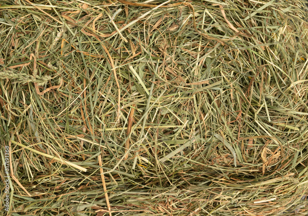 Hay Texture Straw Background Fodder Green Dry Grass in Haystack Hay Texture Straw Background Fodder Green Dry Grass in Haystack