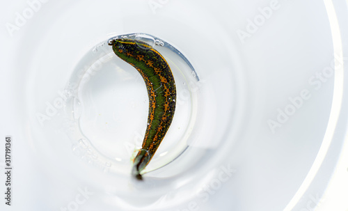 hirudotherapy, medical leech on a white background photo