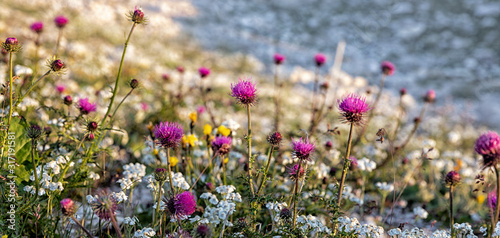 Alpine Thistles (Carduus defloratus) and other alpine flowers near the Three Peaks in the Dolomite Alps, South Tyrol, Italy