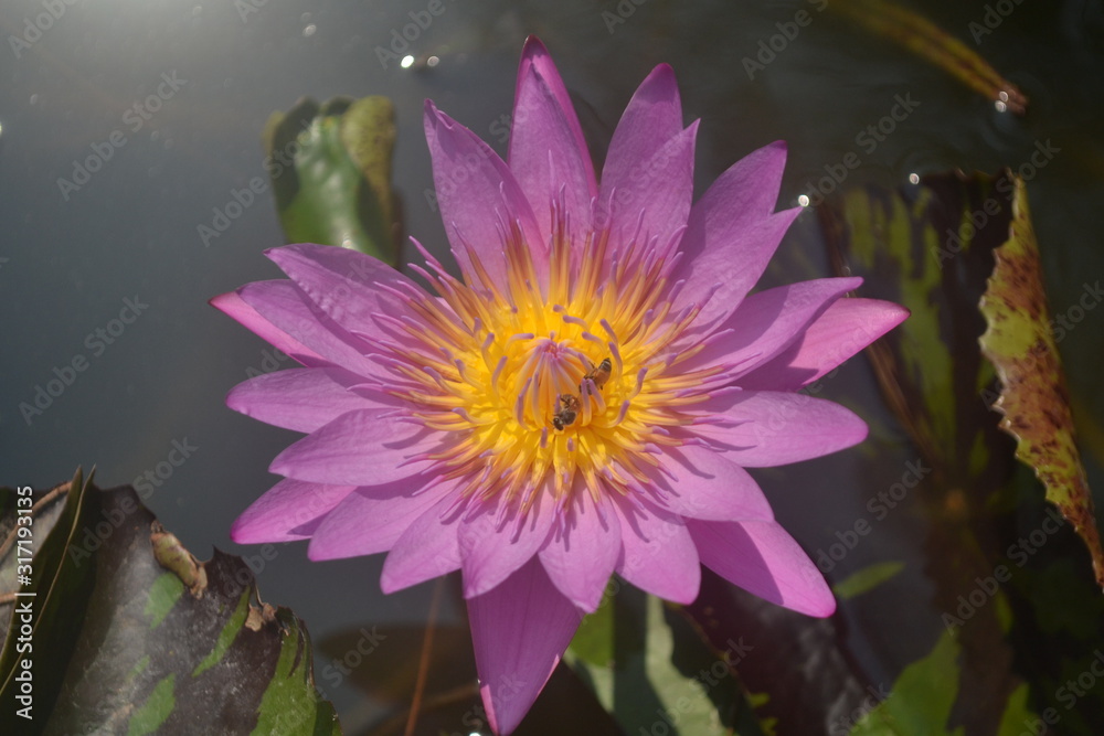 Purple lotus blossom