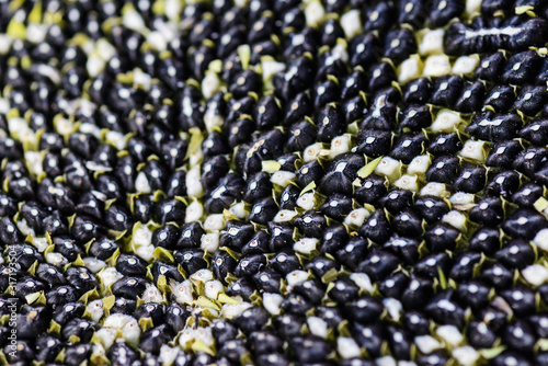 Background from sunflower seeds. Horizontal orientation  selective focus.