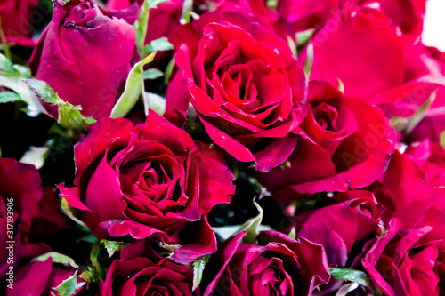 Fotografia Red roses represent love and valentines day.