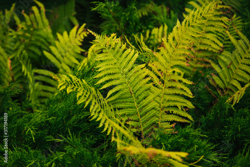 Texture. Large leaves of fern. Plants in the forest