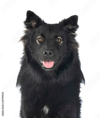 Finnish Lapphund in studio