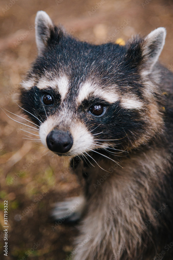 Raccoon is sitting in the forest. Animal with sad eyes