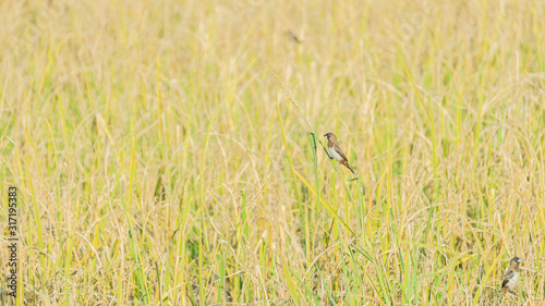 A little bird in a rice field with a lush green rice plant.