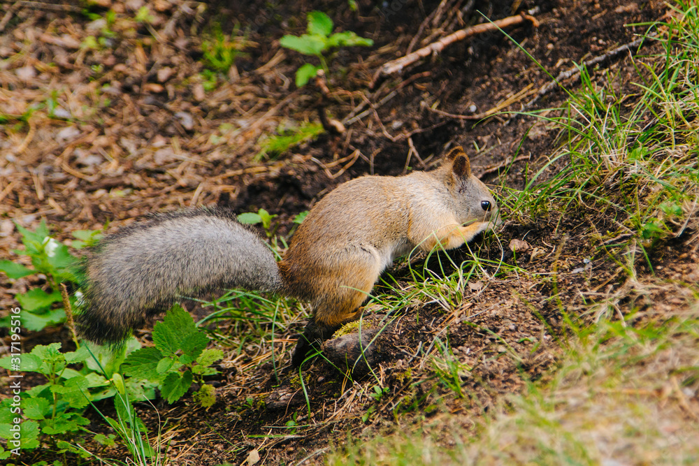 Obraz premium Squirrel digs a nut in the forest. He hides his food. Makes stocks