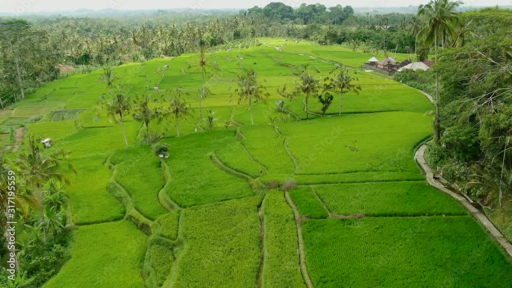 rice field in bali, indonesia rice field in bali, indonesia