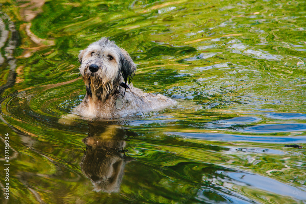 A dog swims in a pond with a stick in his teeth. Wet dog. Pet bathing