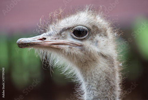 African ostrich.  The ostrich is considered the largest non-flying bird. All types of ostriches live in the warm countries of Africa and Australia.