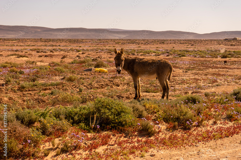 Naklejka premium a donkey in the desert
