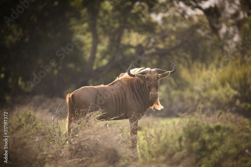 Close up image of a Golden Wildebeest in a nature reserve in South Africa