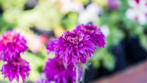 Beautiful Chrysanthemum plants and flowers photo