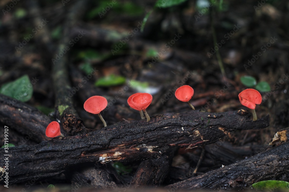 Champagne mushroom on rotten wood at Khao Yai National park, Thailand Champagne mushroom on rotten wood at Khao Yai National park, Thailand