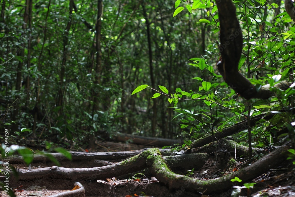 Obraz premium Climber in Khao Yai National Park, Thailand