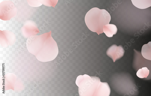 Petals of pink rose isolated on transparent background. Nature flying sakura cherry flower pattern for romantic wedding invitation design..