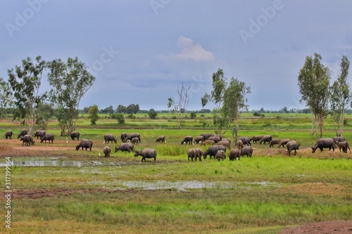 Buffalo herd on the field, Nakhonnayok province, Thailand photo