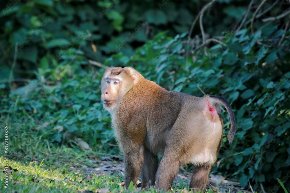 A monkey, Wildlife, Khao yai national park, Thailand A monkey, Wildlife, Khao yai national park, Thailand