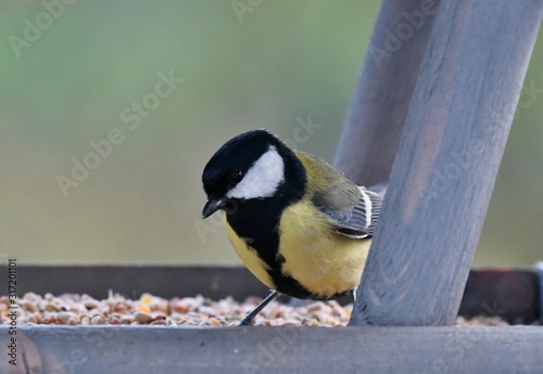 great tit in bird feeder