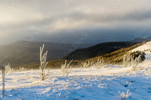 Fototapeta Naklejka Na Ścianę i Meble -  na Bukowym Berdzie Bieszczady zima