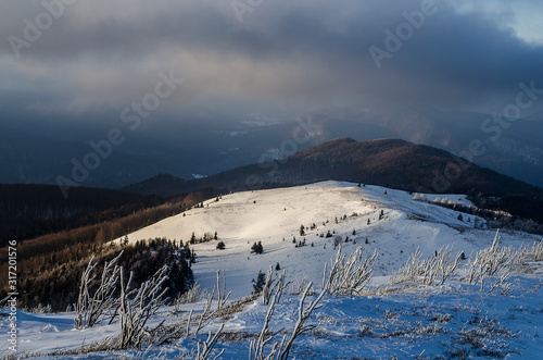 Fototapeta Naklejka Na Ścianę i Meble -  na Bukowym Berdzie Bieszczady zima