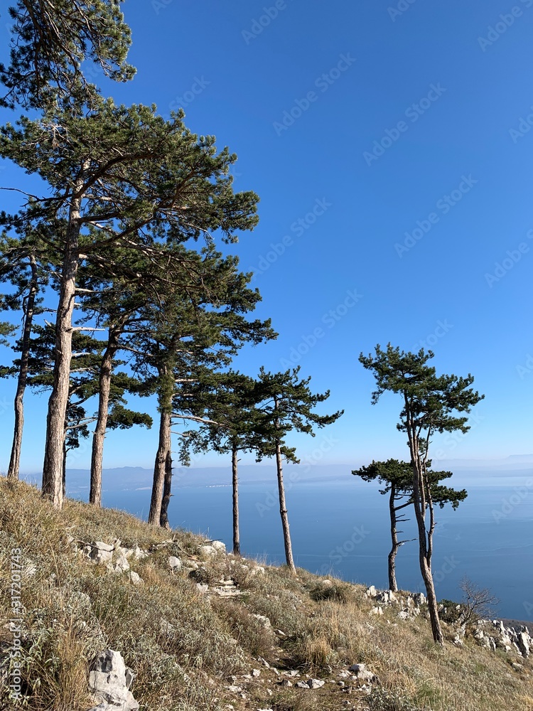 Sea view from the mountains with pine trees
