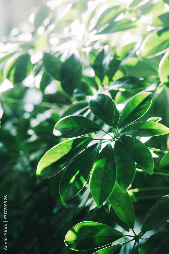 Green leaf background. flat lay Green leaf background. flat lay