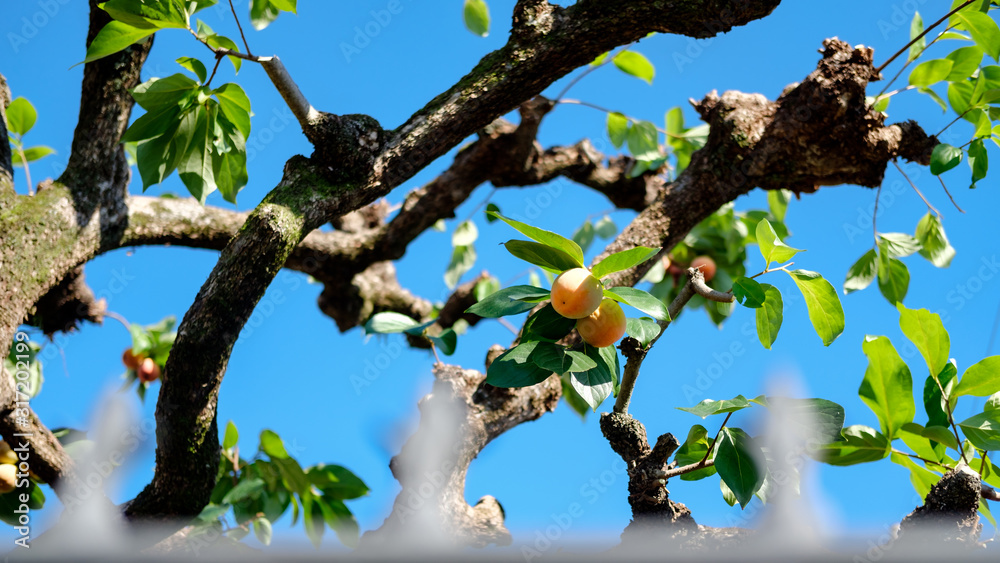 Fototapeta premium Neighbour's Fruit