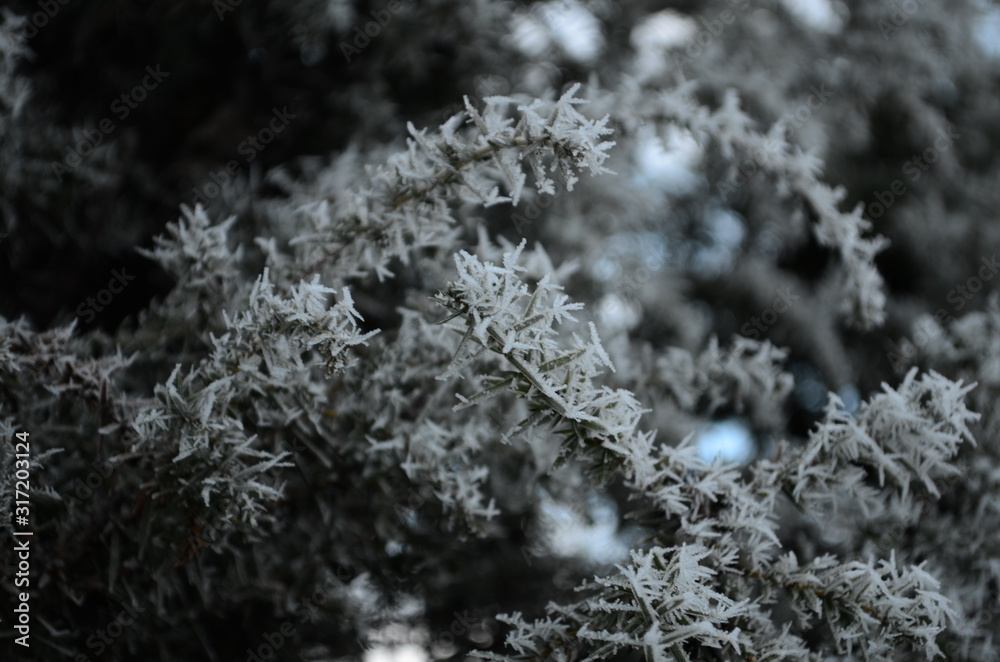 A macro shot of a frozen branchs of a juniper tree