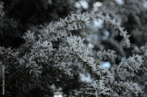 A macro shot of a frozen branchs of a juniper tree
