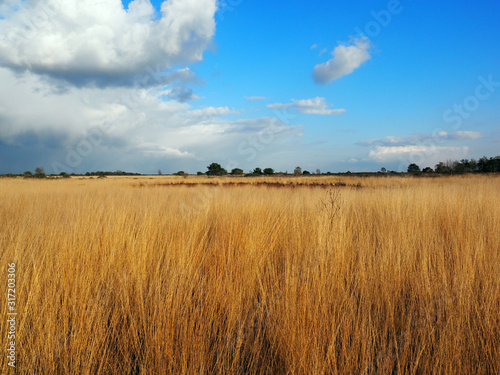 Stabrechtse heide in North Brabant. This is one of the biggest heatlands in the Netherlands. Because of too much nitrogen, the heath is pushed back by grass. photo