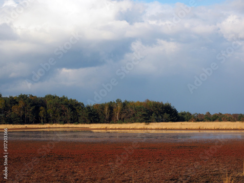 Stabrechtse heide in North Brabant. This is one of the biggest heatlands in the Netherlands. Because of too much nitrogen, the heath is pushed back by grass. photo