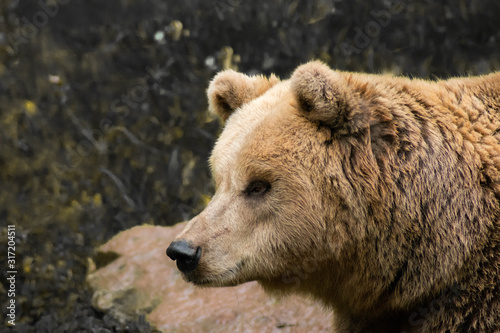 brauner Bär Portrait im Wald