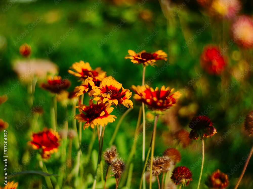 rudbeckia flowers in the garden in summer, Russia