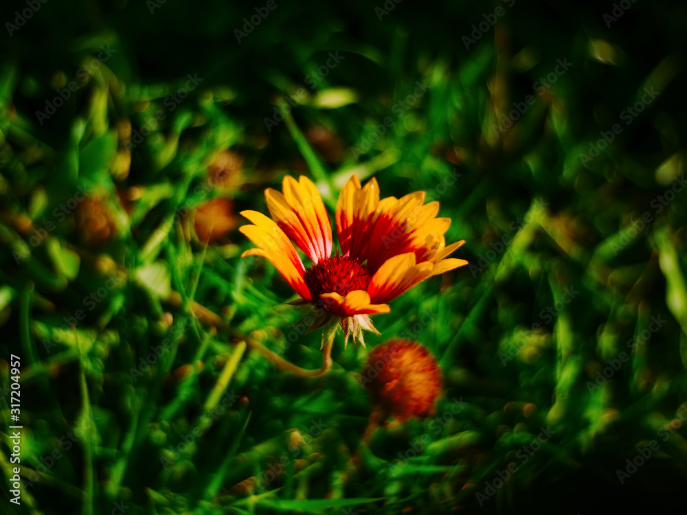 rudbeckia flowers in the garden in summer, Russia rudbeckia flowers in the garden in summer, Russia