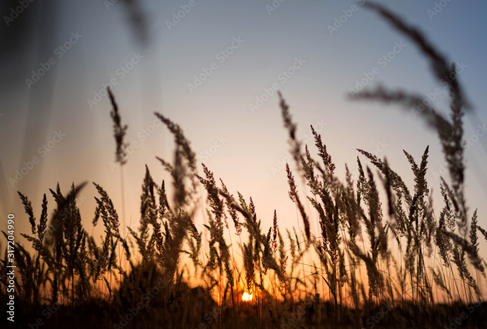 Sunset over field Sunset over field