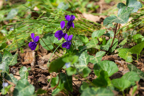 Wild violet on a green background