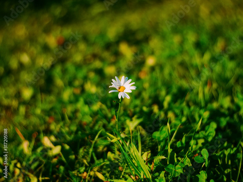 chamomile on a background of green grass, Russia